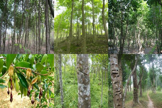 沉香树-岁月沉香美1657211221785 沉香树-岁月沉香美1657211221785