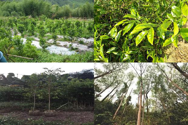 沉香树:沉香赞1657297210544