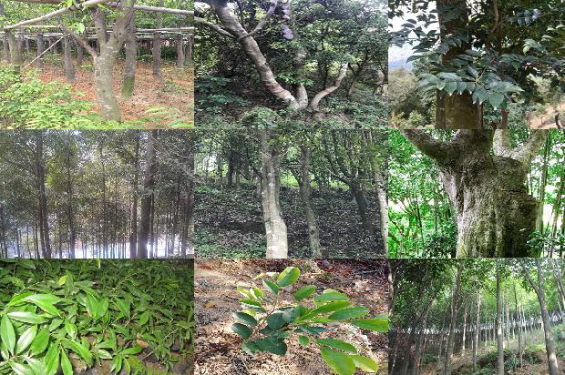 沉香树[博山炉中沉香火，双烟一气凌紫霞]