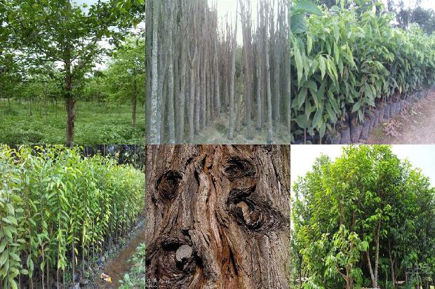 沉香树[博山炉中沉香火，双烟一气凌紫霞]1657383802223