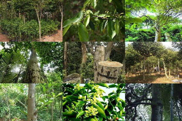 沉香树:对“绿叶中色素的提取和分离” 实验的几点探究