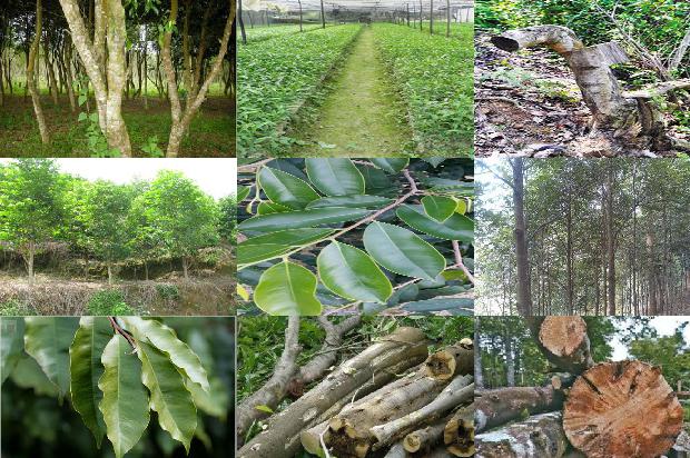 沉香树:对“绿叶中色素的提取和分离” 实验的几点探究1657556405581 沉香树:对“绿叶中色素的提取和分离” 实验的几点探究1657556405581