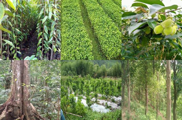 沉香树:沉香1657815702288 沉香树:沉香1657815702288