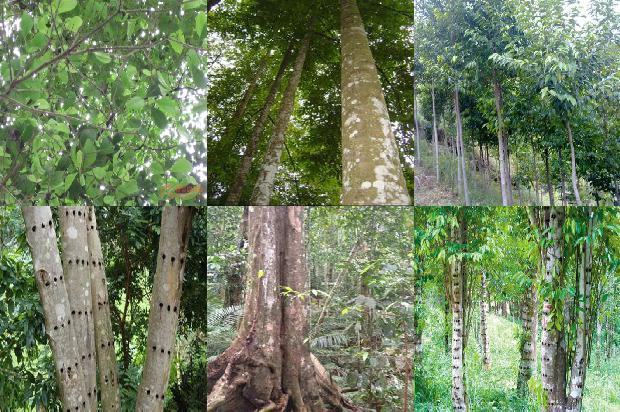 沉香树:沉香1657815702658 沉香树:沉香1657815702658