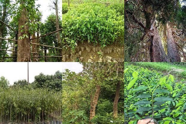 沉香树-药房沉香