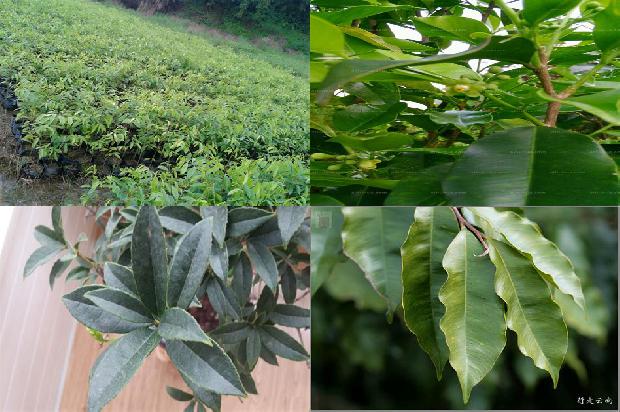 沉香树-药房沉香1657988371621