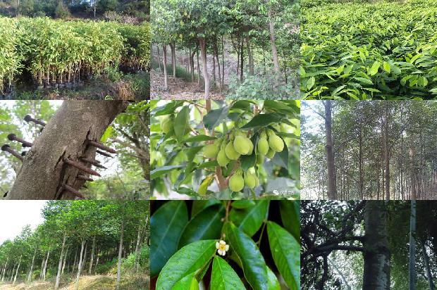 沉香树-美国沉香2/3出口海外市场