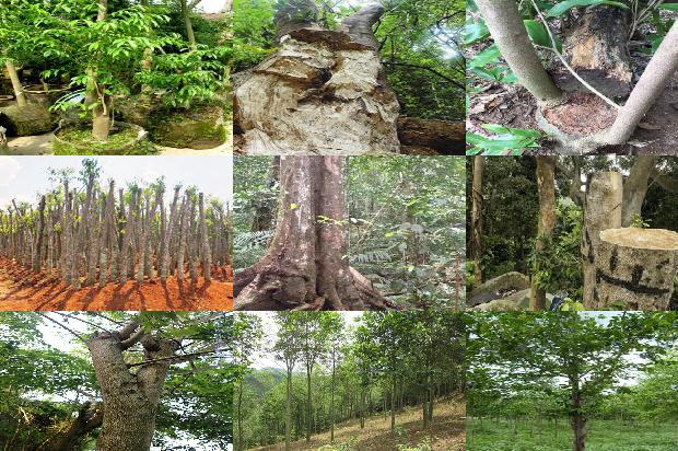 沉香树-美国沉香2/3出口海外市场1658074788153 沉香树-美国沉香2/3出口海外市场1658074788153