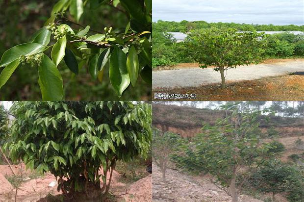 沉香树-美国沉香2/3出口海外市场1658074788590 沉香树-美国沉香2/3出口海外市场1658074788590