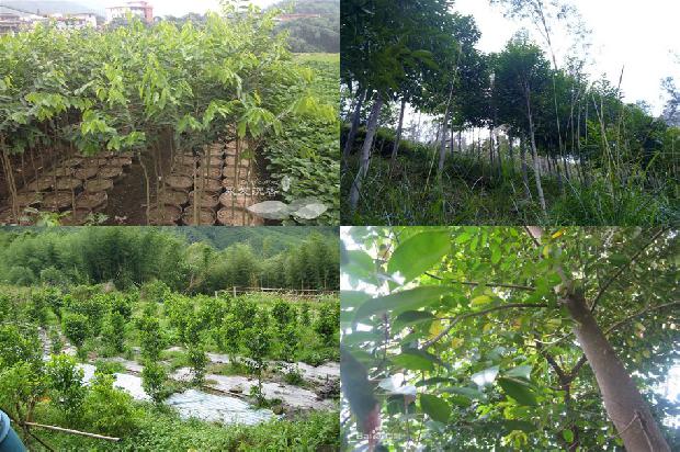 沉香树(铁树开花真的百年一遇吗?)1658161421586 沉香树(铁树开花真的百年一遇吗?)1658161421586