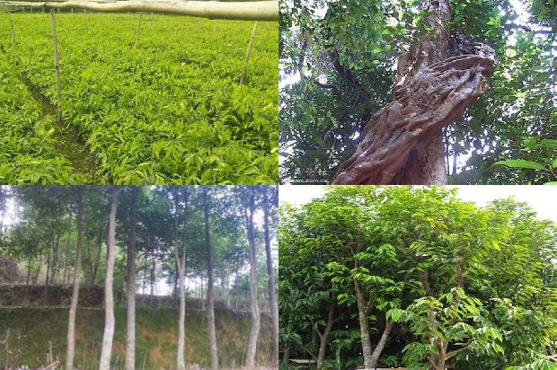 沉香树(铁树开花真的百年一遇吗?)1658161422501 沉香树(铁树开花真的百年一遇吗?)1658161422501