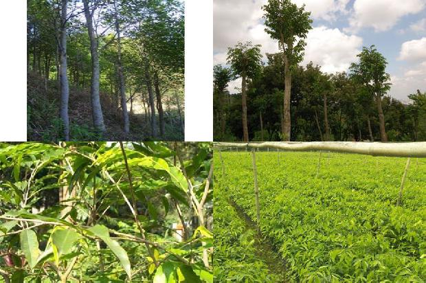 沉香树:向美而生的绿叶