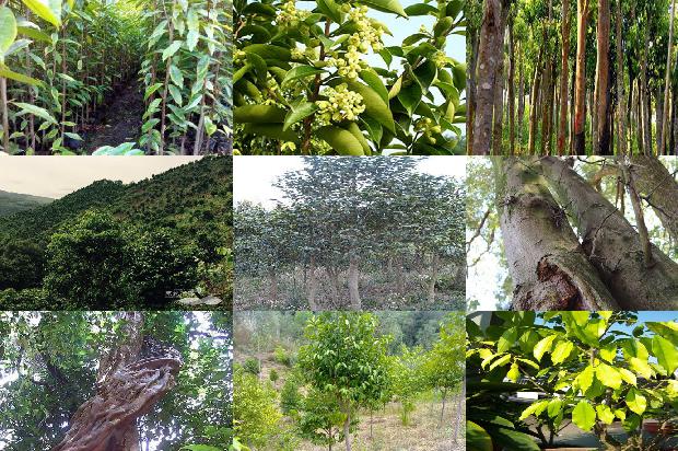 沉香树:向美而生的绿叶1658247783432