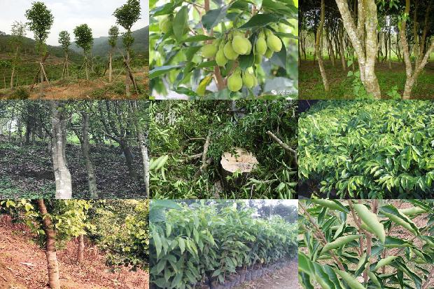 沉香树:向美而生的绿叶1658247783869