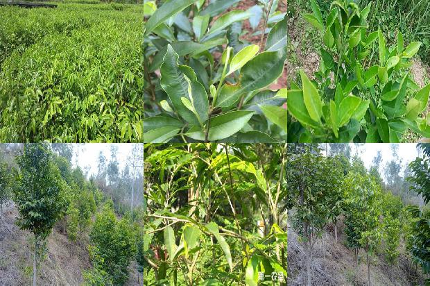 沉香树(沉香)1658422272689