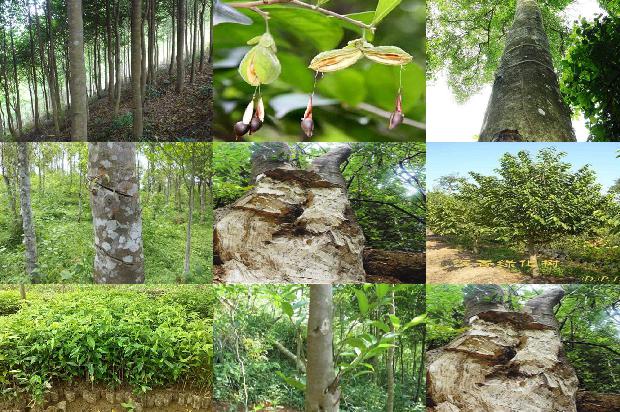 沉香树_杏仁诗及译后记