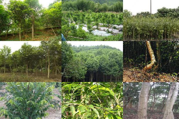 沉香树_杏仁诗及译后记1658509106947