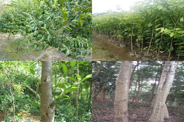 沉香树[网课推进扎实有序智慧课堂“枝沉香萌”]