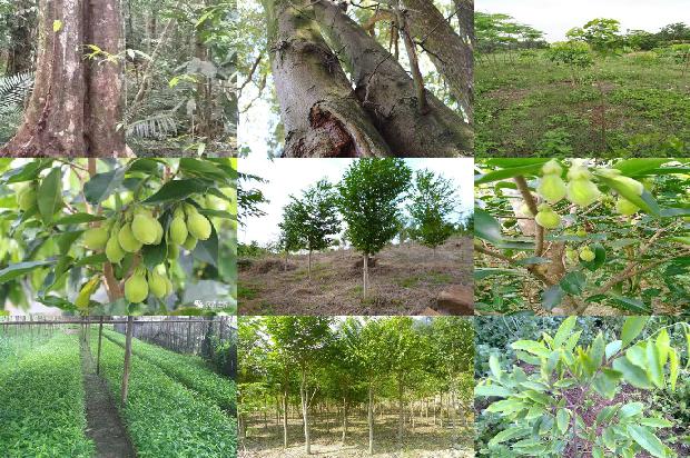 沉香树[网课推进扎实有序智慧课堂“枝沉香萌”]1658595219490