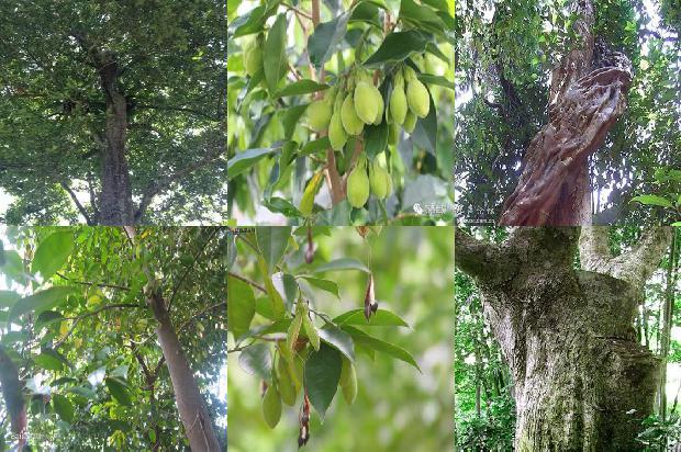 沉香树[网课推进扎实有序智慧课堂“枝沉香萌”]1658595219869