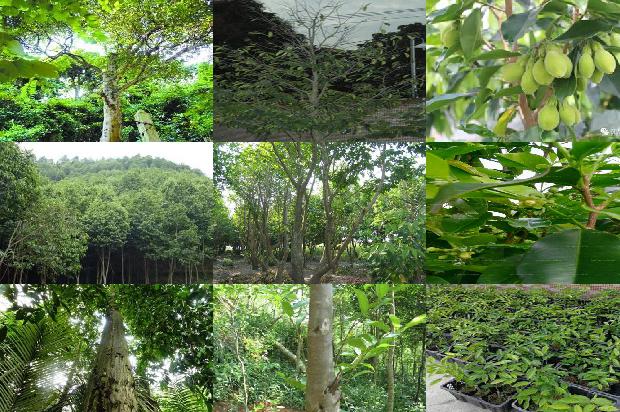 沉香树「沉香」