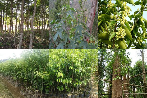 沉香树「沉香」1658681413631