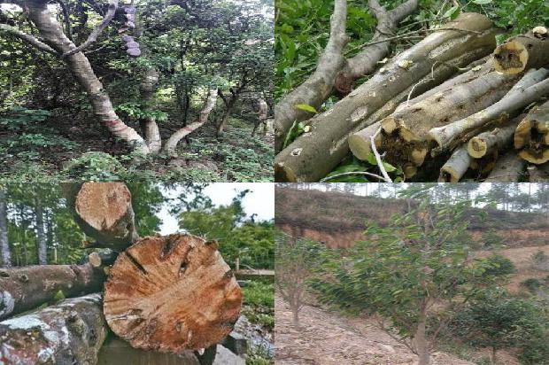 沉香树(我愿做一片绿叶)