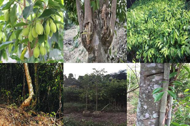 沉香树(我愿做一片绿叶)1658923500362 沉香树(我愿做一片绿叶)1658923500362