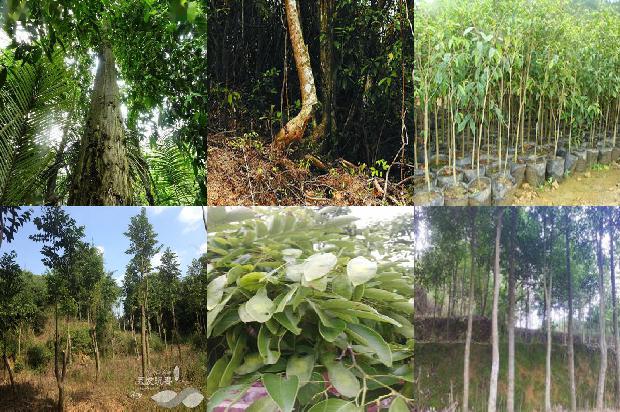 沉香树:为了心中的那片沉香