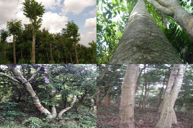 沉香树:为了心中的那片沉香1658940856908