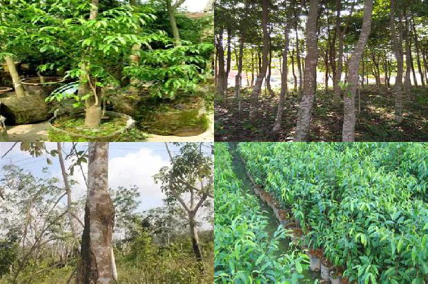 沉香树:为了心中的那片沉香1658940857643