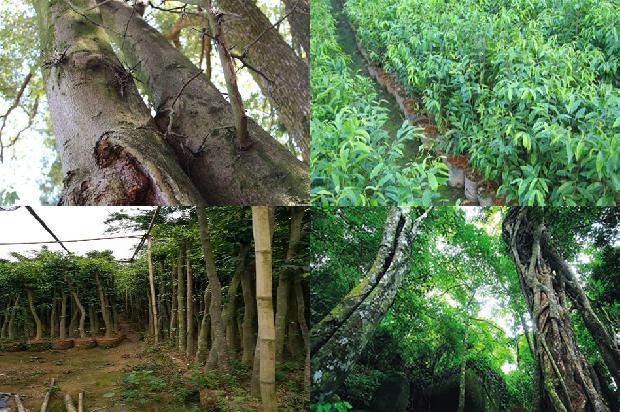 沉香树:为了心中的那片沉香1658940858393