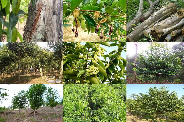 沉香树:为了心中的那片沉香1658940859125