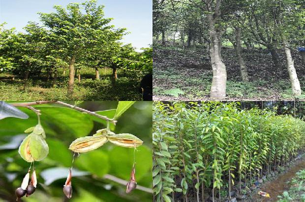 沉香树:为了心中的那片沉香1658940859872