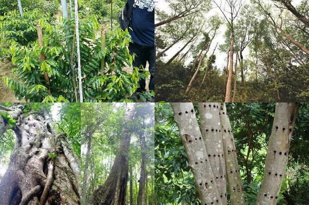 沉香树:庙会美食“杏仁茶”
