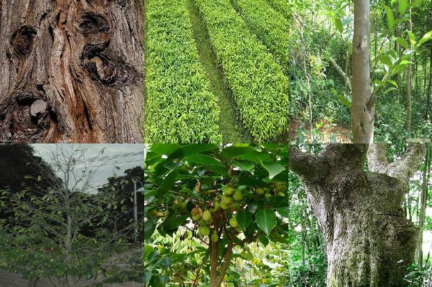 沉香树:庙会美食“杏仁茶”1659027007489