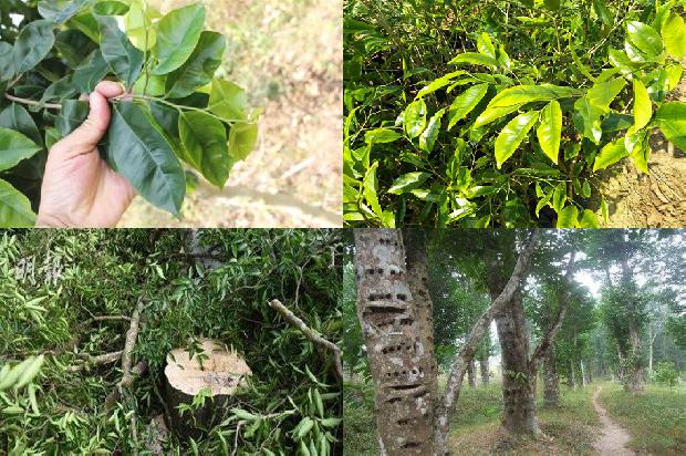 沉香树:庙会美食“杏仁茶”1659027008116