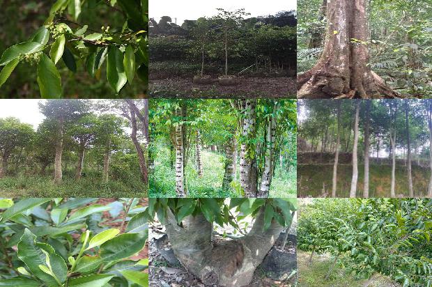 沉香树:庙会美食“杏仁茶”1659027008741