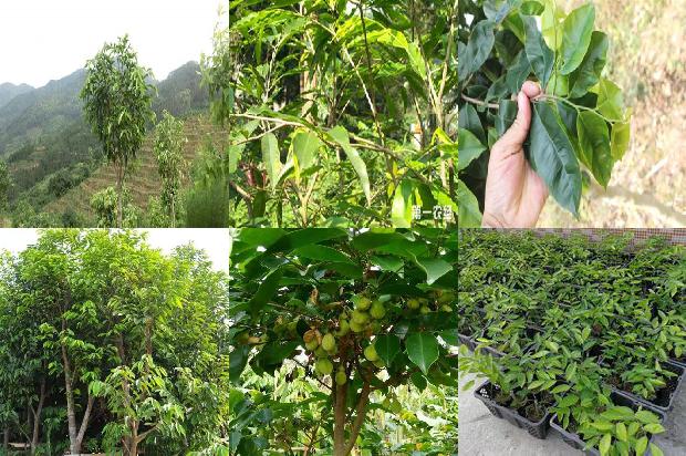 沉香树:庙会美食“杏仁茶”1659027009376