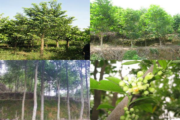 沉香树:庙会美食“杏仁茶”1659027010017