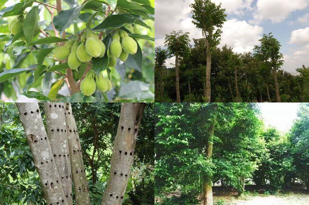 沉香树:庙会美食“杏仁茶”1659027010646