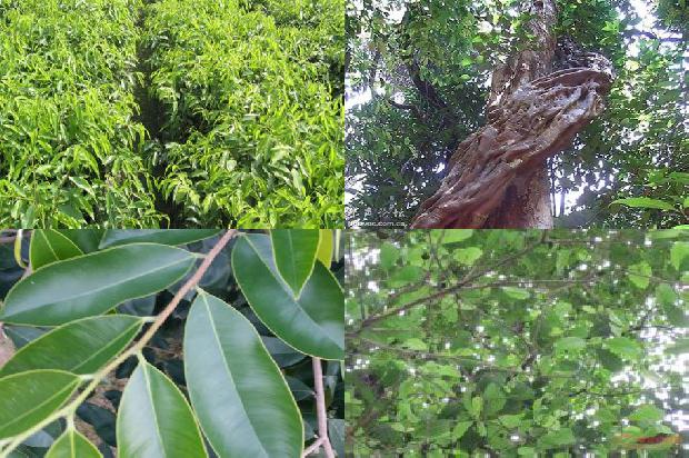 沉香树:庙会美食“杏仁茶”1659027011276