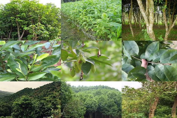 楠沉香种植1697414921985 楠沉香种植1697414921985