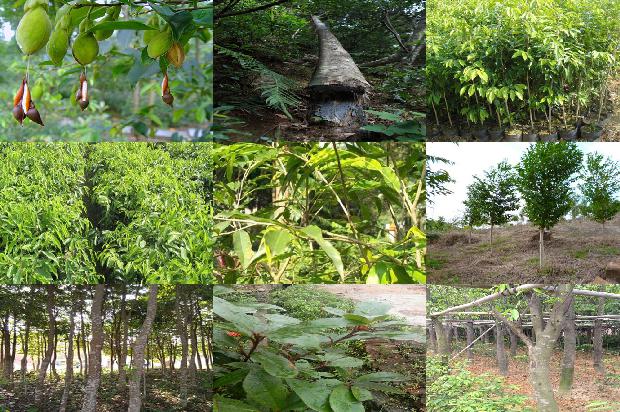 沉香树[沉香林下灵芝栽培技术教学实践研究]1659197686712