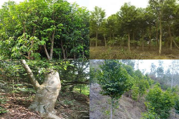 沉香树[沉香林下灵芝栽培技术教学实践研究]1659197686723