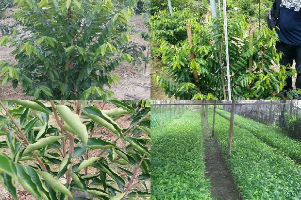 沉香树[沉香林下灵芝栽培技术教学实践研究]1659197686734