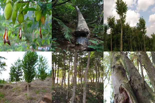 沉香树-早餐加点沉香