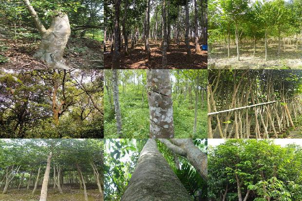 沉香树-早餐加点沉香1659284016344