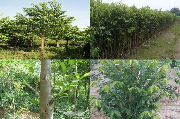 沉香树-早餐加点沉香1659284016355