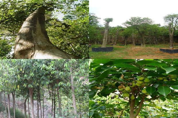 沉香树-早餐加点沉香1659284016366